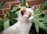 Cupcake - Domestic Kitten For Sale - Lyons&comma; IN&comma; US