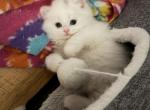 Mr Blue - Scottish Straight Kitten For Sale - 