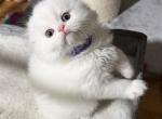 Mrs Violet - Scottish Fold Kitten For Sale - 