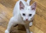 Elle - Bengal Kitten For Sale - 