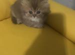 Chocolate super short munchkin - Minuet Kitten For Sale - White Deer&comma; TX&comma; US