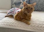 Max - Domestic Cat For Adoption - Odessa&comma; FL&comma; US