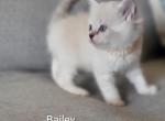 Belie - Ragdoll Kitten For Sale - Clifton&comma; NJ&comma; US