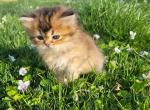 Brownie - British Shorthair Kitten For Sale - New York&comma; NY&comma; US