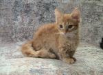 Darla curly Skookum - LaPerm Kitten For Sale