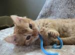 Dalton curly Skookum - Munchkin Kitten For Sale - 