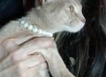 Fawn Fairytale Boy - Abyssinian Kitten For Sale - 