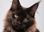 STRONG TYPE EUROPEAN MAINE COON LYNX TIPS - Maine Coon Kitten For Sale - NY&comma; US