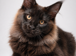 EXTREME  TYPE MAINE COON - Maine Coon Kitten For Sale - 