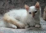 Dupree Curly Skookum - LaPerm Kitten For Sale