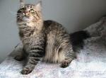 Levi Siberian - Siberian Cat For Sale - AL&comma; US