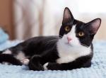 Flan - American Shorthair Cat For Adoption - Fort Worth&comma; TX&comma; US