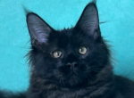 Hassi - Maine Coon Kitten For Sale - Brighton&comma; CO&comma; US