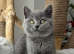 Stacy - British Shorthair Kitten For Sale - Brighton&comma; CO&comma; US