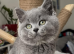 Stasik - British Shorthair Kitten For Sale - Brighton&comma; CO&comma; US