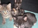 Umis litter - Russian Blue Kitten For Sale - Boston&comma; MA&comma; US