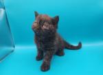Wooly bugger - Selkirk Rex Kitten For Sale - Iva&comma; SC&comma; US