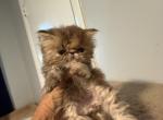 chocolate tabby kittens - Exotic Kitten For Sale - 