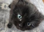 Jr - Ragdoll Kitten For Sale - 