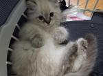 Alice - Ragdoll Kitten For Sale - 