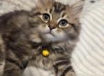 Nana - Ragdoll Kitten For Sale - Hackettstown&comma; NJ&comma; US