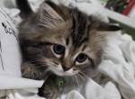 Grace - Ragdoll Kitten For Sale - 