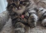 Georgie - Ragdoll Kitten For Sale - Hackettstown&comma; NJ&comma; US