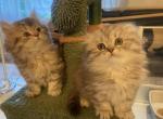 Fluffy Scottish kittens - Scottish Fold Kitten For Sale - Tacoma&comma; WA&comma; US