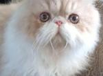 SEE PICS Beautiful CFA PERSIAN kittens - Persian Kitten For Sale - PA&comma; US