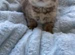 Tiger Scottish kitten - Scottish Straight Kitten For Sale - Tacoma&comma; WA&comma; US