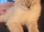 Marshmallow - Ragdoll Kitten For Sale - Gardnerville&comma; NV&comma; US