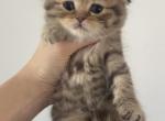 Tabby Scottish Fold kitten - Scottish Fold Kitten For Sale - Tacoma&comma; WA&comma; US