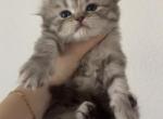 Scottish fold long hair kitten - Scottish Fold Kitten For Sale - Tacoma&comma; WA&comma; US