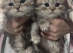 Boys Scottish Kittens long hair - Scottish Fold Kitten For Sale - Tacoma&comma; WA&comma; US