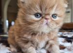 Sunny - Persian Kitten For Sale - Buda&comma; TX&comma; US