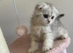 Scottish Fold tabby kitten - Scottish Fold Kitten For Sale - Tacoma&comma; WA&comma; US