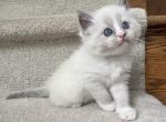 Peach - Ragdoll Kitten For Sale - 