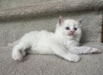 Pickle - Ragdoll Kitten For Sale - 