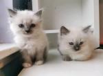 Ragdoll Kittens For you - Ragdoll Kitten For Sale - Charlotte&comma; NC&comma; US