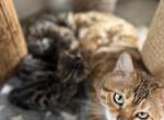 Lana - Bengal Cat For Sale - 