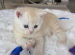 Peach - Scottish Straight Kitten For Sale - 