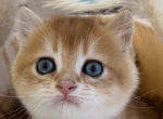 Scottish Straight boy golden - Scottish Straight Kitten For Sale - Champions Gate&comma; FL&comma; US
