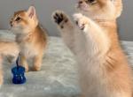 Golden - Scottish Straight Kitten For Sale - Champions Gate&comma; FL&comma; US