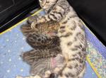 Storm and Simba's litter - Bengal Kitten For Sale - Tallahassee&comma; FL&comma; US
