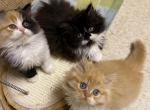 Lucy - Persian Kitten For Sale - 