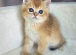 British male - British Shorthair Kitten For Sale - 
