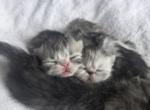 CFA Championline kittens - Persian Kitten For Sale - 