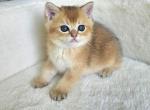 Brittish straight 2 - British Shorthair Kitten For Sale - 