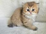 Scottish fold 1 - Scottish Fold Kitten For Sale - 