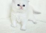 Scottish fold white - Scottish Fold Kitten For Sale - 